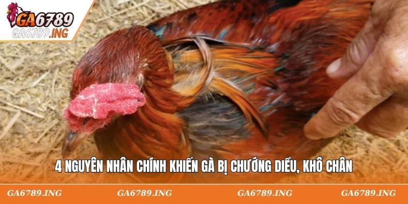 4 nguyên nhân chính khiến gà bị chướng diều, khô chân