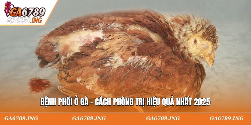 Bệnh Phổi Ở Gà - Cách Phòng Trị Hiệu Quả Nhất 2025