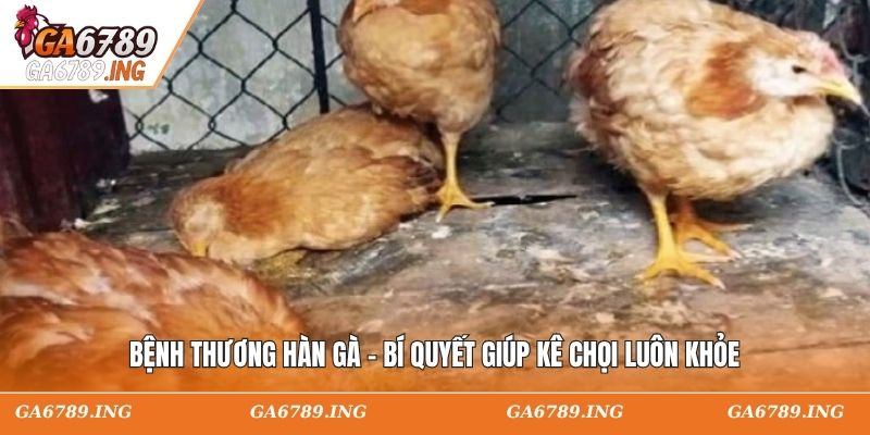 Bệnh Thương Hàn Gà - Bí Quyết Giúp Kê Chọi Luôn Khỏe