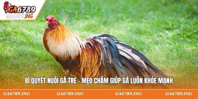 Bí Quyết Nuôi Gà Tre - Mẹo Chăm Giúp Gà Luôn Khỏe Mạnh