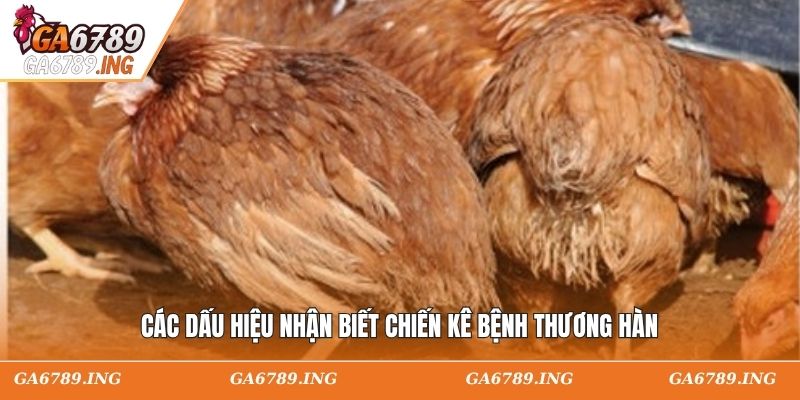 Các dấu hiệu nhận biết chiến kê bệnh thương hàn