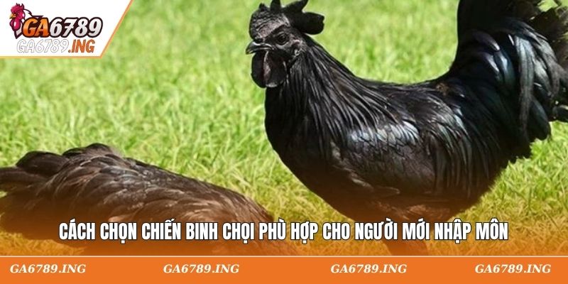 Cách chọn chiến binh chọi phù hợp cho người mới nhập môn
