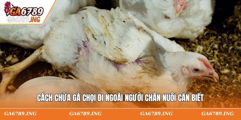 Cách chữa gà chọi đi ngoài người chăn nuôi cần biết