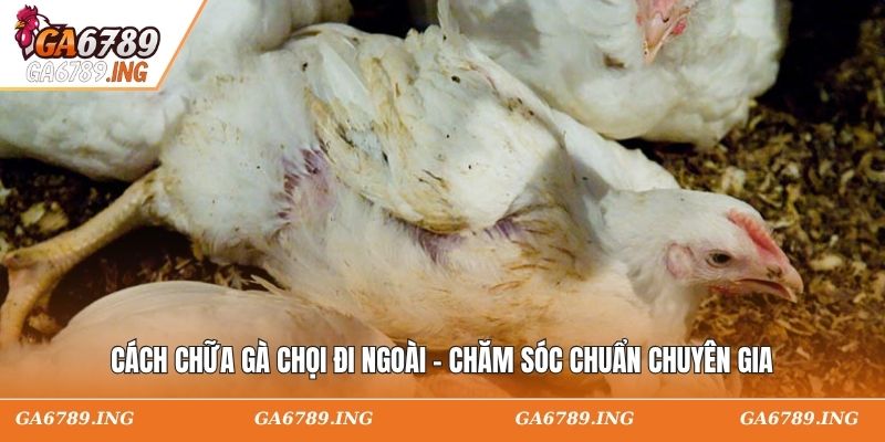 Cách Chữa Gà Chọi Đi Ngoài - Chăm Sóc Chuẩn Chuyên Gia