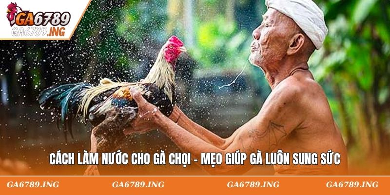 Cách Làm Nước Cho Gà Chọi - Mẹo Giúp Gà Luôn Sung Sức