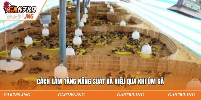 Cách làm tăng năng suất và hiệu quả khi úm gà