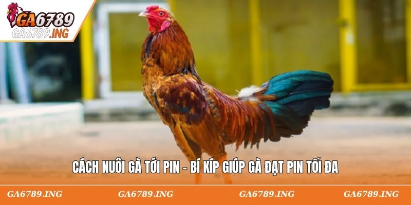 Cách Nuôi Gà Tới Pin - Bí Kíp Giúp Gà Đạt Pin Tối Đa