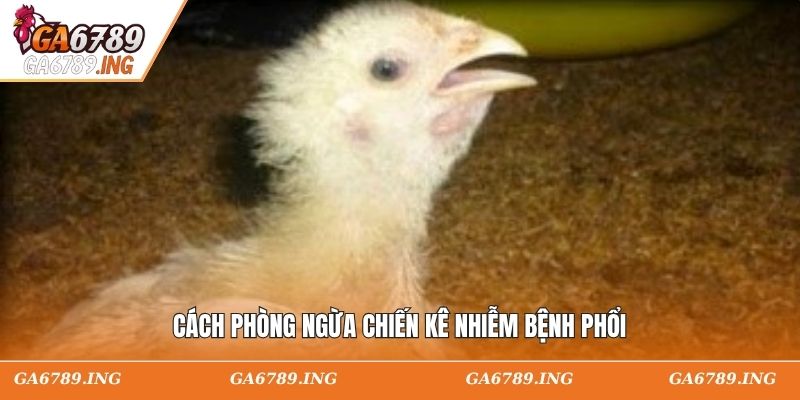 Cách phòng ngừa chiến kê nhiễm bệnh phổi