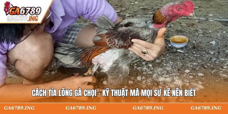 Cách Tỉa Lông Gà Chọi - Kỹ Thuật Mà Mọi Sư Kê Nên Biết