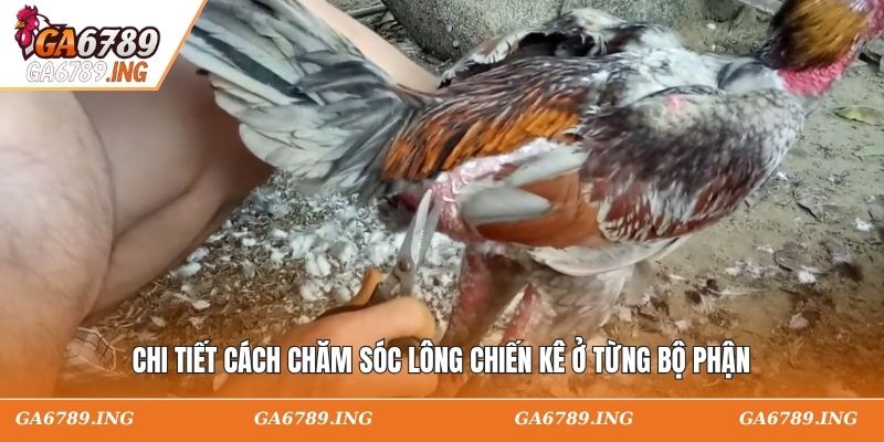 Chi tiết cách chăm sóc lông chiến kê ở từng bộ phận