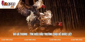 Đà Gà Thomo - Tìm Hiểu Đấu Trường Chọi Kê Khốc Liệt