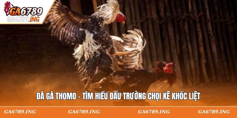 Đà Gà Thomo - Tìm Hiểu Đấu Trường Chọi Kê Khốc Liệt