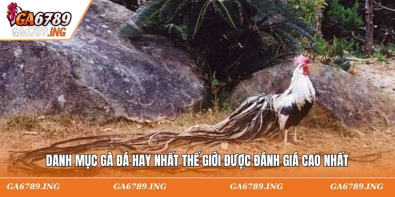 Danh mục gà đá hay nhất thế giới được đánh giá cao nhất