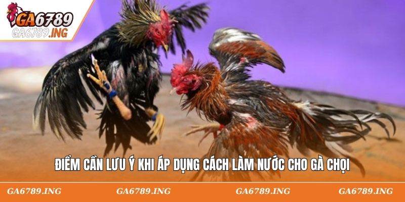 Điểm cần lưu ý khi áp dụng cách làm nước cho gà chọi