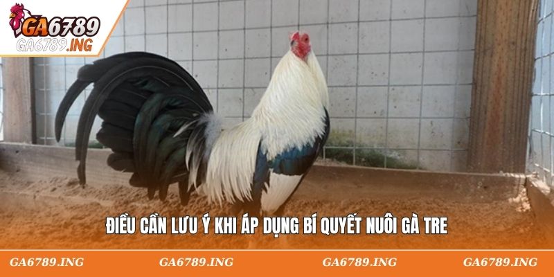 Điều cần lưu ý khi áp dụng bí quyết nuôi gà tre