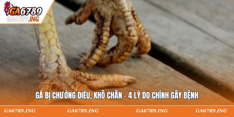 Gà Bị Chướng Diều, Khô Chân - 4 Lý Do Chính Gây Bệnh