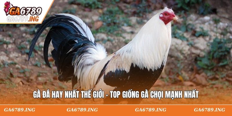 Gà Đá Hay Nhất Thế Giới - Top Giống Gà Chọi Mạnh Nhất