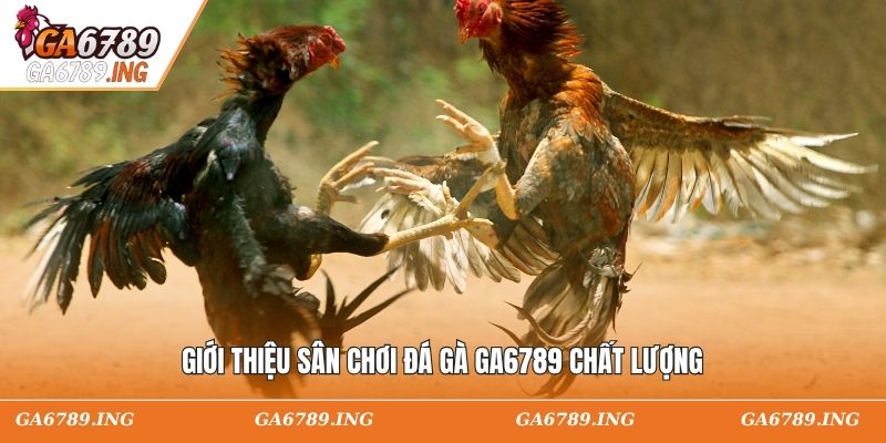 Giới thiệu sân chơi đá gà GA6789 chất lượng