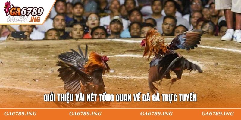 Giới thiệu vài nét tổng quan về đá gà trực tuyến