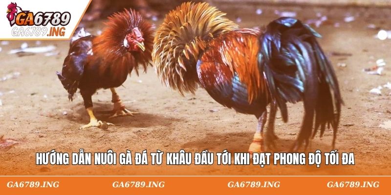 Hướng dẫn nuôi gà đá từ khâu đầu tới khi đạt phong độ tối đa