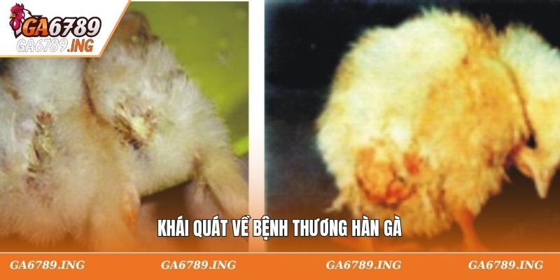 Khái quát về bệnh thương hàn gà