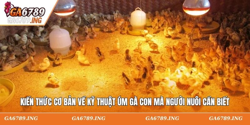 Kiến thức cơ bản về kỹ thuật úm gà con mà người nuôi cần biết