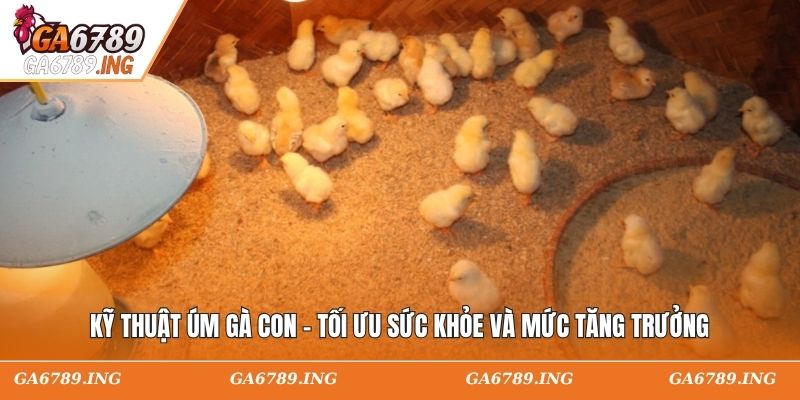 Kỹ Thuật Úm Gà Con - Tối Ưu Sức Khỏe Và Mức Tăng Trưởng