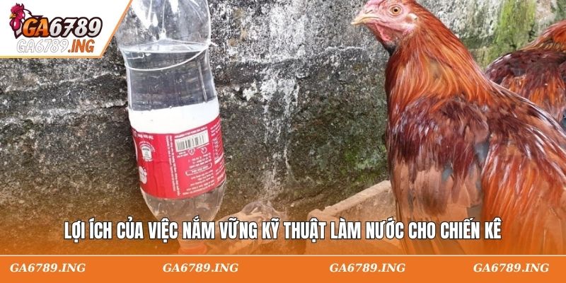 Lợi ích của việc nắm vững kỹ thuật làm nước cho chiến kê