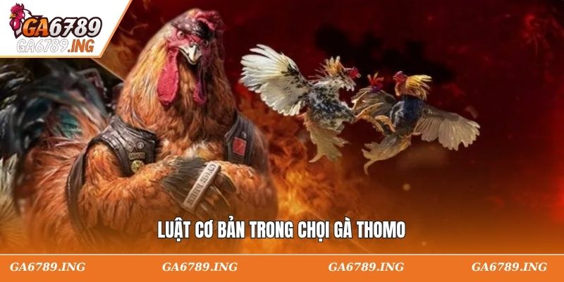 Luật cơ bản trong chọi gà Thomo
