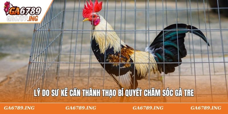 Lý do sư kê cần thành thạo bí quyết nuôi gà tre