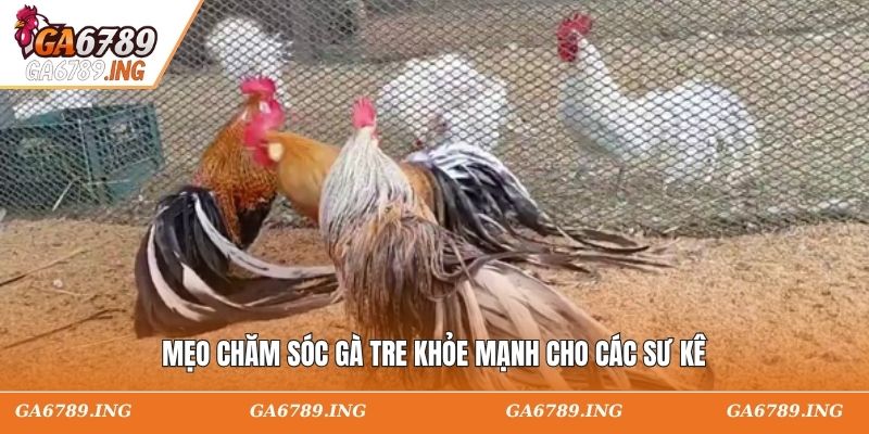 Bí quyết nuôi gà tre khỏe mạnh cho các sư kê