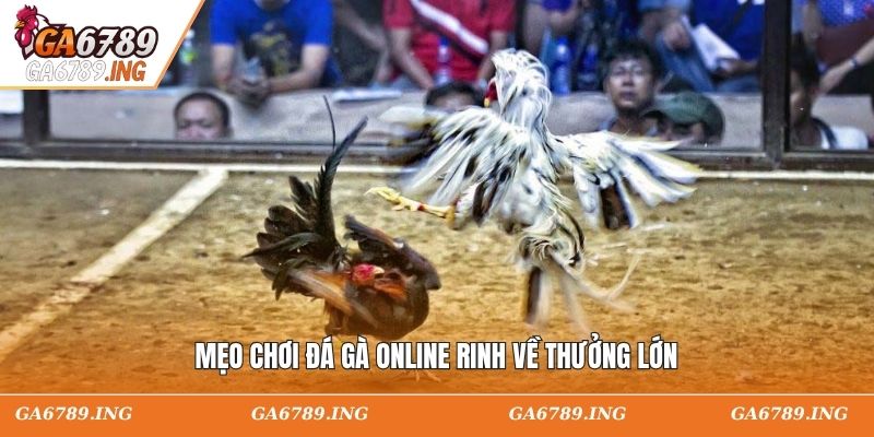 Mẹo chơi đá gà online rinh về thưởng lớn