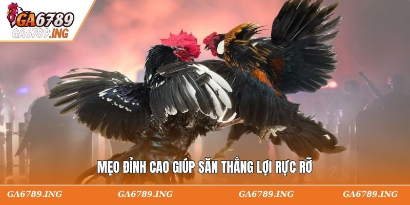 Mẹo đỉnh cao giúp săn thắng lợi rực rỡ