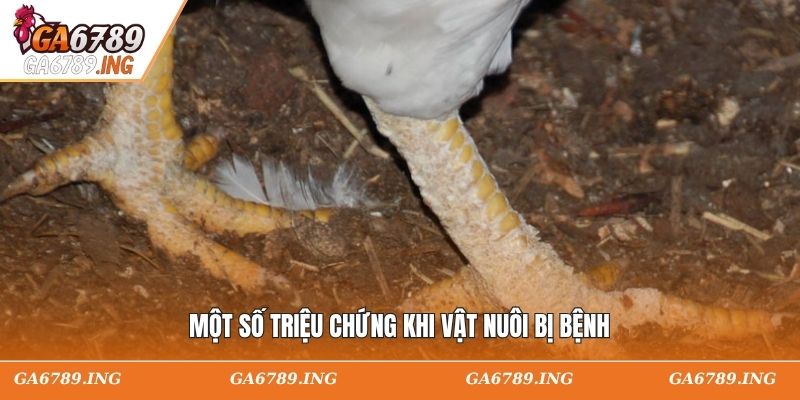 Một số triệu chứng khi vật nuôi bị bệnh