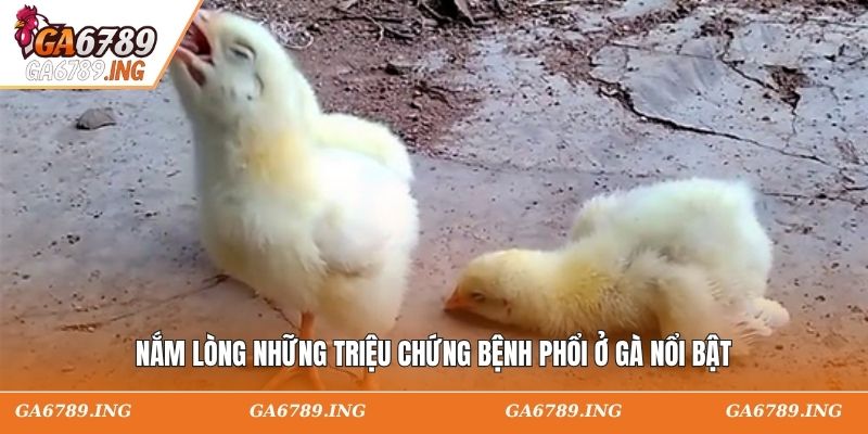 Nắm lòng những triệu chứng bệnh phổi ở gà nổi bật