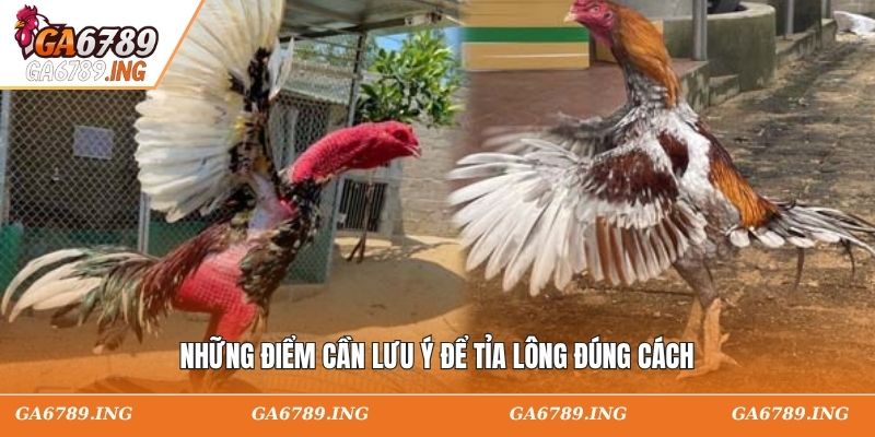 Những điểm cần lưu ý để tỉa lông đúng cách