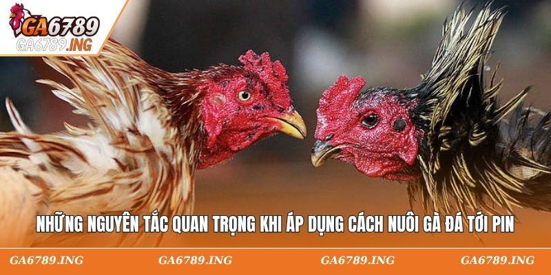 Những nguyên tắc quan trọng khi áp dụng cách nuôi gà đá tới pin