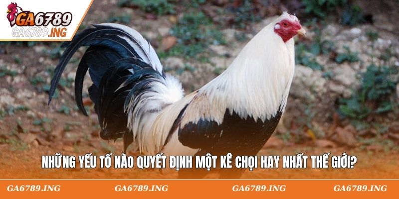 Những yếu tố nào quyết định một kê chọi hay nhất thế giới?