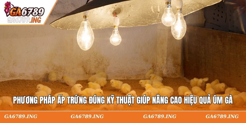 Phương pháp ấp trứng đúng kỹ thuật giúp nâng cao hiệu quả úm gà