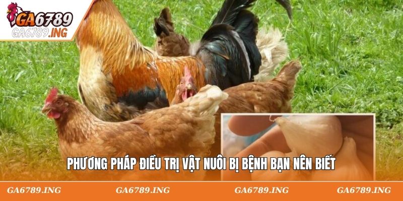 Phương pháp điều trị vật nuôi bị bệnh bạn nên biết