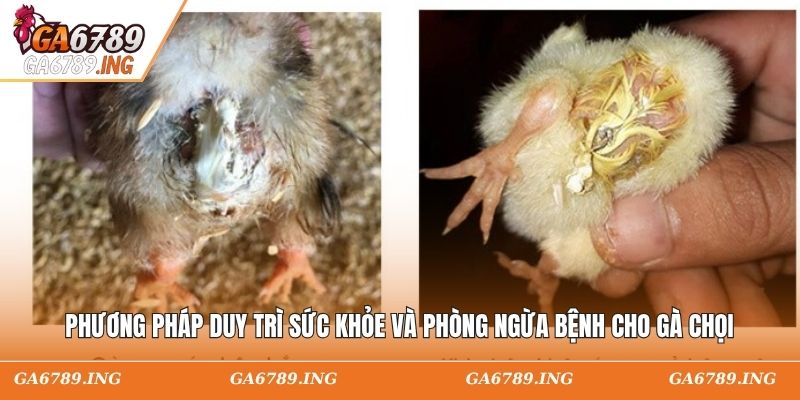 Phương pháp duy trì sức khỏe và phòng ngừa bệnh cho gà chọi