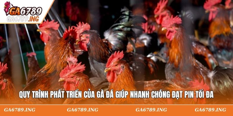 Quy trình phát triển của gà đá giúp nhanh chóng đạt pin tối đa
