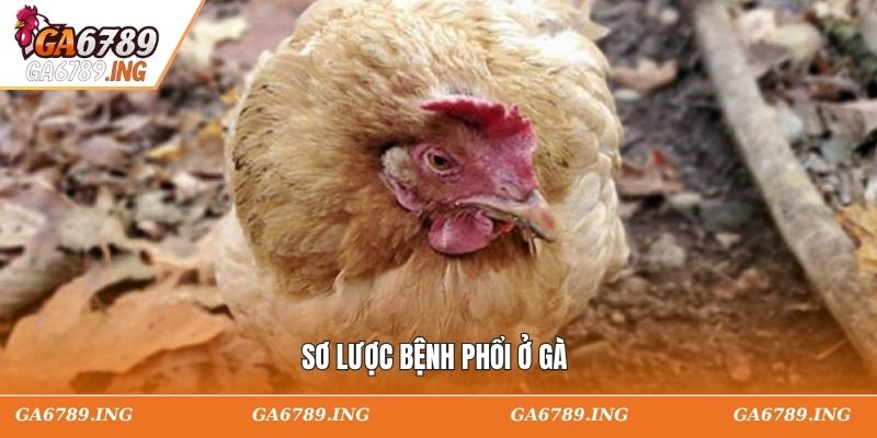 Sơ lược bệnh phổi ở gà