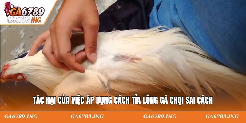 Tác hại của việc áp dụng cách tỉa lông gà chọi sai cách