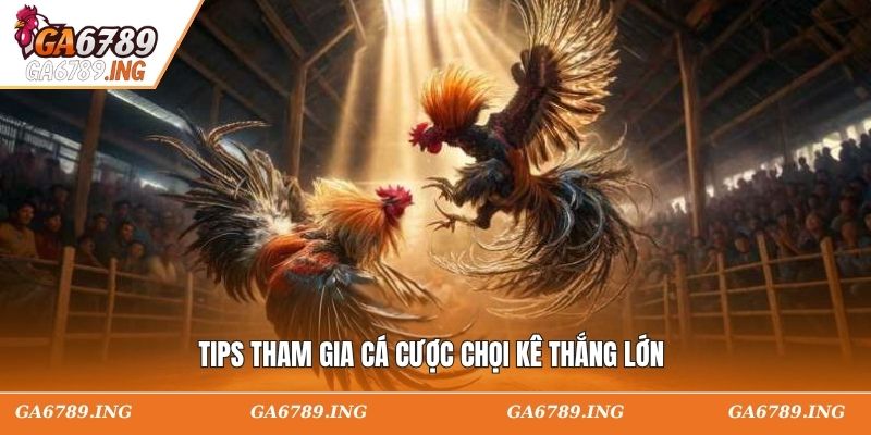 Tips tham gia cá cược chọi kê thắng lớn
