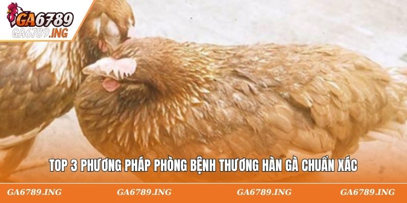 Top 3 phương pháp phòng bệnh thương hàn gà chuẩn xác